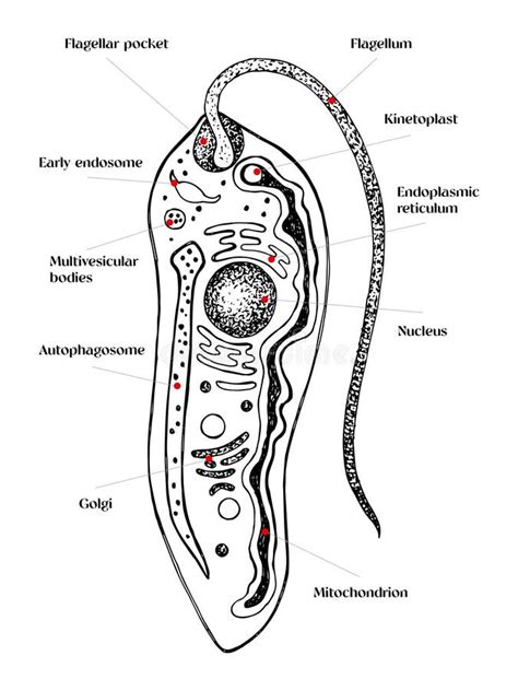 Vetor Biológico Das Fases Da Leishmania Ilustração do Vetor