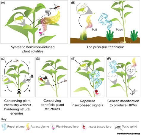 Chemical Ecology In Conservation Biocontrol New Perspectives For Plant