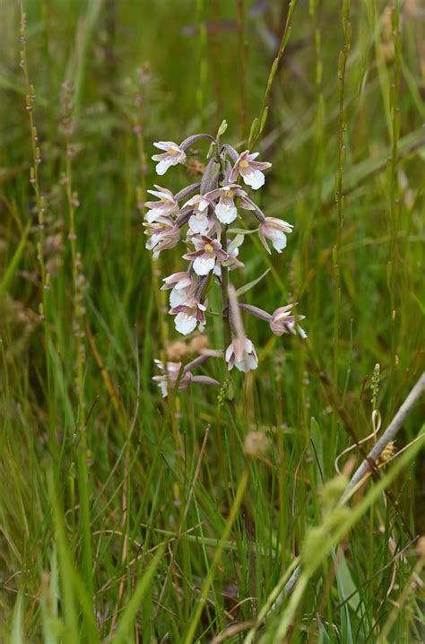 Marsh Helleborine Epipactis Palustris 1 Of 4 Oxford City Will