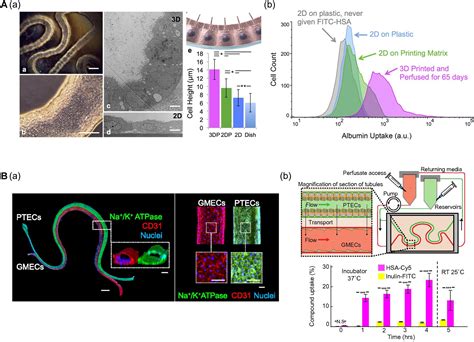 Frontiers D Bioprinting Based Vascularized Tissue Models Mimicking