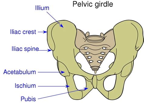 Pelvic Girdle Lower Extremity Appendicular Flashcards Quizlet