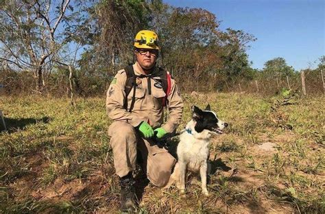 Cadela Que Atuou Em Brumadinho Ajuda Nas Buscas Por L Zaro Ltimas