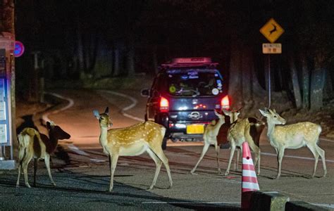 奈良のシカ、深夜の餌やりダメ 事故や体調不良の恐れ きつねうどん★