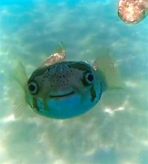 Cute Pfp Pufferfish