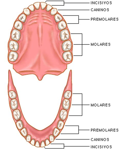 Os Nossos Dentes