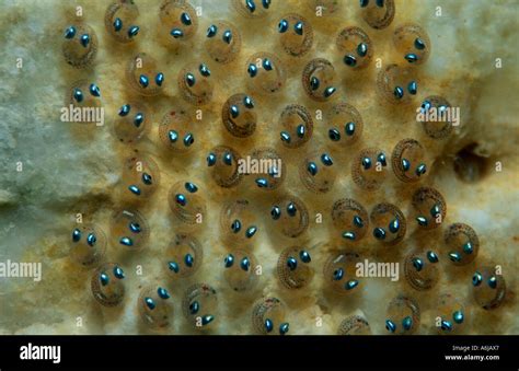 eggs of small marine fish, Lepadogaster lepadogaster Stock Photo - Alamy