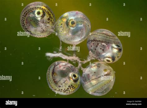 Fish Eggs Hatching High Resolution Stock Photography and Images - Alamy