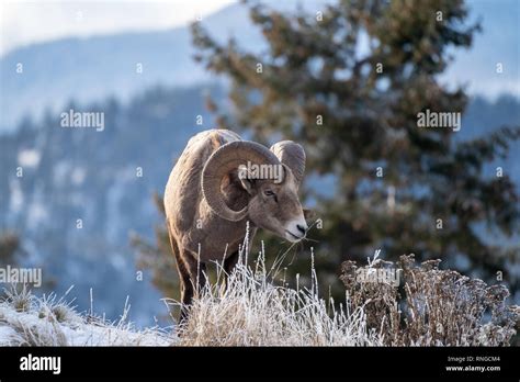 Big Horned Sheep Kootenay Hi Res Stock Photography And Images Alamy