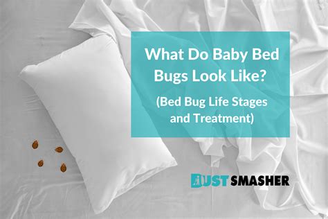 What Do Baby Bed Bugs Look Like Bed Bug Life Stages And Treatment