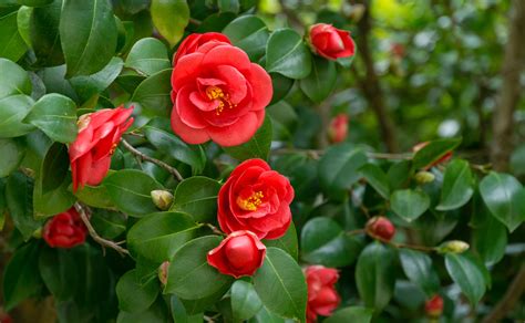 Crimson King And Ruby Wedding A Selection Of 19 Remarkable Red