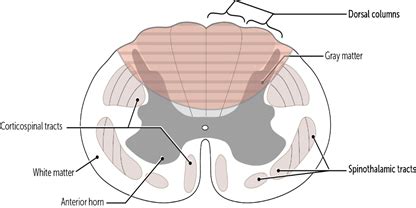 Spinal Cord Injuries Flashcards Quizlet