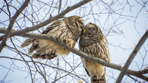 Why Do Owls Hoot 4 Simple Reasons To Know Birdwatching Nation