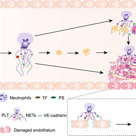 A Model Of The Process Of Neutrophils Extracellular Trap Formation In