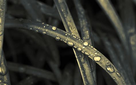 Wallpaper Black Grass Plants Rain Water Drops Closeup Metal