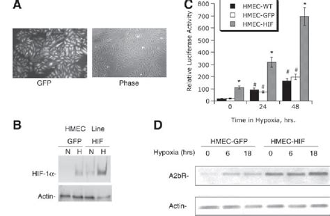 Figure 4 From The FASEB Journal Research Communication HIF Dependent