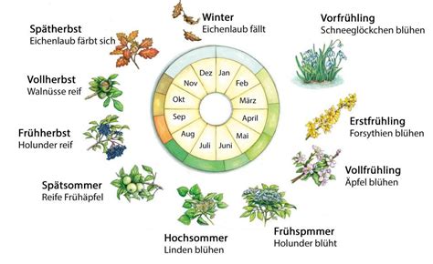 Der Ph Nologische Kalender G Rtnern Gartenarbeit Gartenkalender