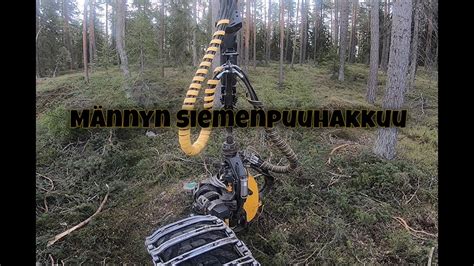 Very Nice Pine Wood Cutting With Ponsse Scorpion H6 YouTube