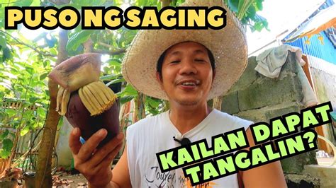 Kailan Dapat Tanggalin Ang Bulaklak Ng Saging Youtube