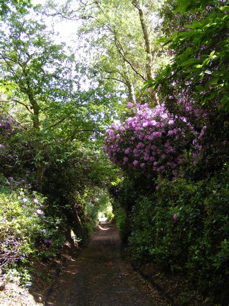 Bridleway At Fitzhall Rough Martyn Pattison Cc By Sa 2 0 Geograph