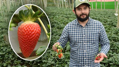 Productores De Fresa Mejoran Cultivos Con Apoyo Del TEC Agrotec