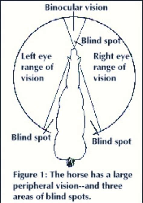 Horse eye sight | Horse lessons, Horse health, Horse therapy