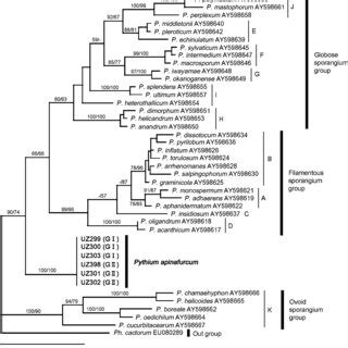 Phylogenetic Position Of Pythium Apinafurcum Isolates Among Pythium