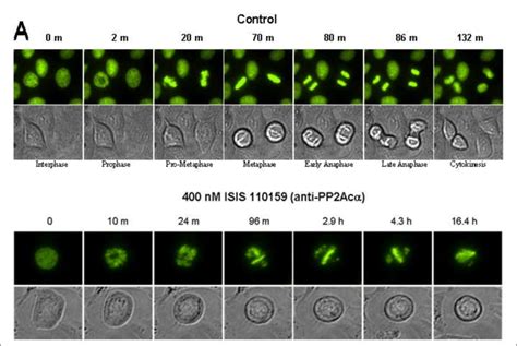 Time Lapse Live Cell Microscopy Illustrating Irregularities In Mitotic Download Scientific