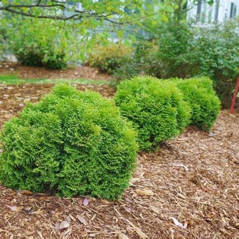 Tuja Danica Thuja Kulista G Sta Kula Kulka Donica Ceny I Opinie