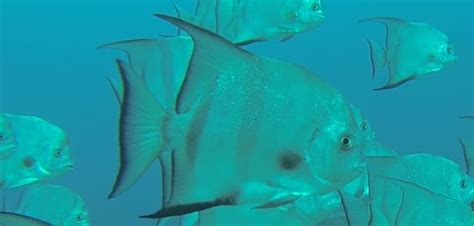 Fish Rules - Spadefish in FL State Waters