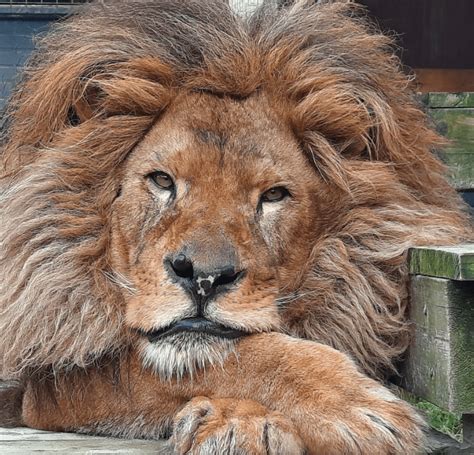 Nachdem leben im schlimmsten Zoo der Welt wird Löwe Bob gerettet Jetzt