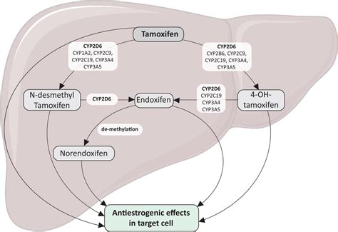 Role Of Cyp2d6 And Other Cyp Enzymes In The Metabolism Of Tamoxifen To Download Scientific