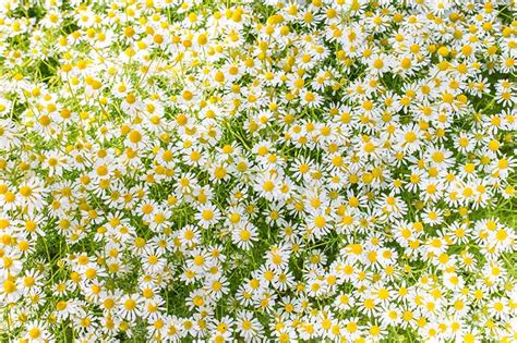 How to Grow a Chamomile Lawn | Gardener’s Path