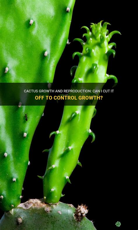 Cactus Growth And Reproduction Can I Cut It Off To Control Growth Shuncy