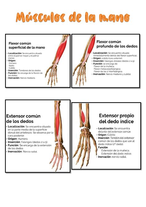 SOLUTION: Musculos de la mano - Studypool