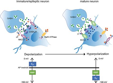 The Effect Of Gramicidin On Oxidative Phosphorylation