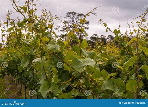 Closeup Of Vine Tendrils On Vineyard In Meadowbank Tas Australia