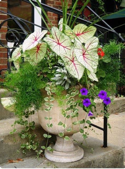 Caladium Spike Asparagus Fern Vinca Vine And Purple Petunias