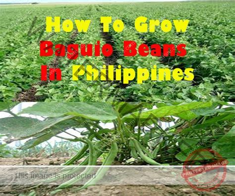 Beginners Guide How To Grow Baguio Beans In Philippines