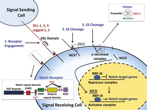 Diagram Of The Notch Signaling Pathway A Mammalian Signaling Cell