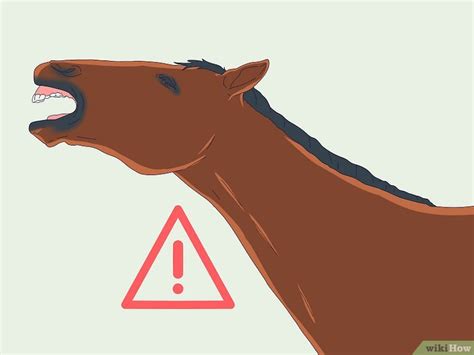 How Do Horses Sleep Standing Laying Down Or Both