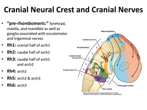 Ppt Development Of The Nervous System Powerpoint Presentation Free