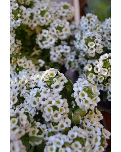 Lobularia maritima seeds