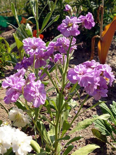 Lewkonia Letnia Alternatywa Dla Pelargonii Na Balkonie Lovin Life