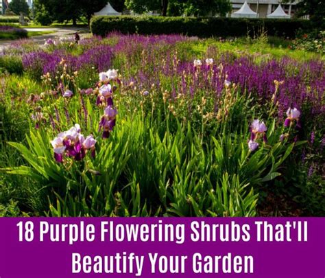 Purple Flowering Shrubs That Ll Beautify Your Garden Flowering