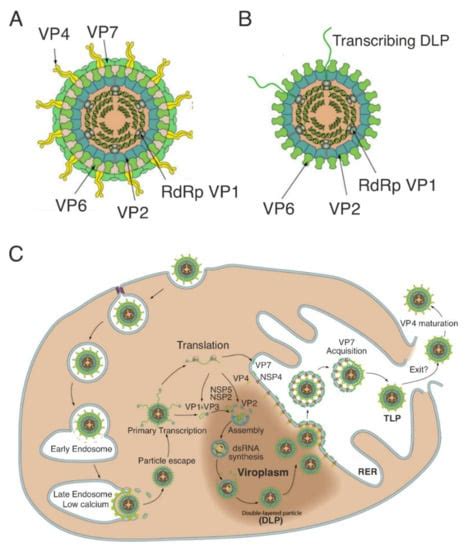 Viruses Free Full Text Viroplasms Assembly And Functions Of