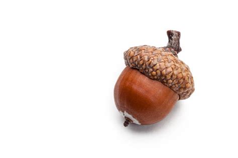 Acorn Stock Photos Pictures And Royalty Free Images Istock