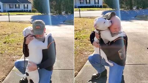 Salvato Da Persone Crudeli Questo Cane Da Salvataggio Ha Abbracciato