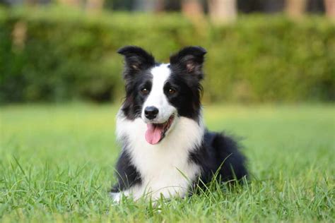 Border Collie Le Malattie Pi Comuni Della Razza Di Cane Ritenuta La