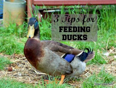 Duck Feed Pellet Machine, High Quality Feed Pellets for Raising Ducks