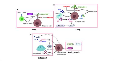 The Role Of Osteoclast And Cxcr Cxcl Axis In Os Metastasis A